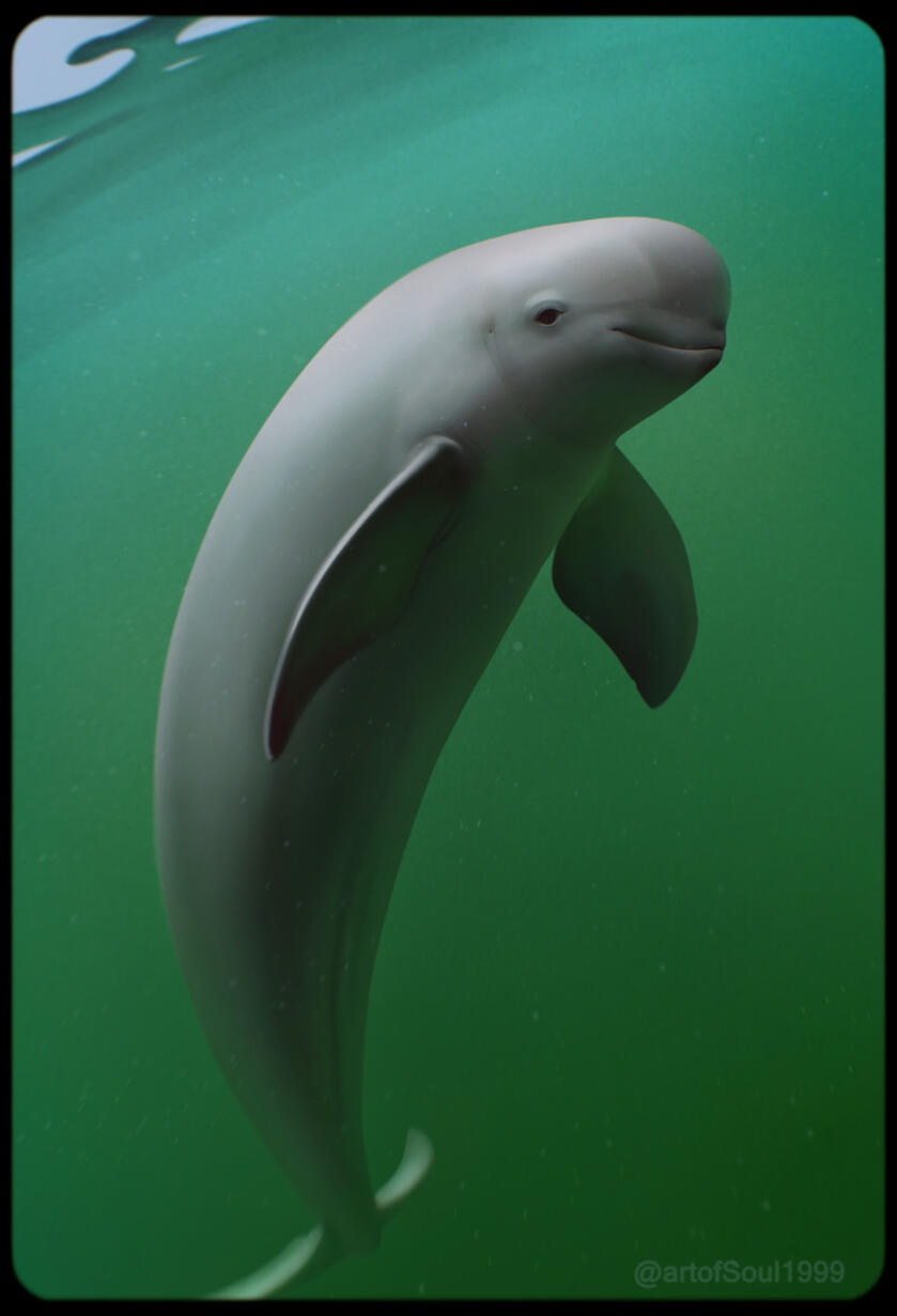 A digital painting of an East Asian finless porpoise in murky green waters.