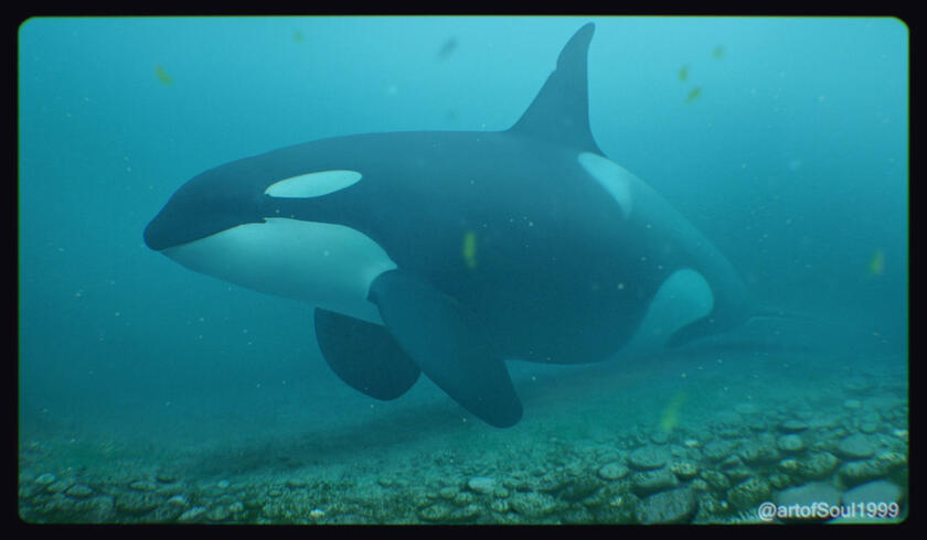 A painting of A72 “Bend”, a female northern resident killer whale who gets her name from an indentation at the leading edge of her dorsal fin. The piece was made to resemble screenshots from the Rubbing Beach orca live cams.