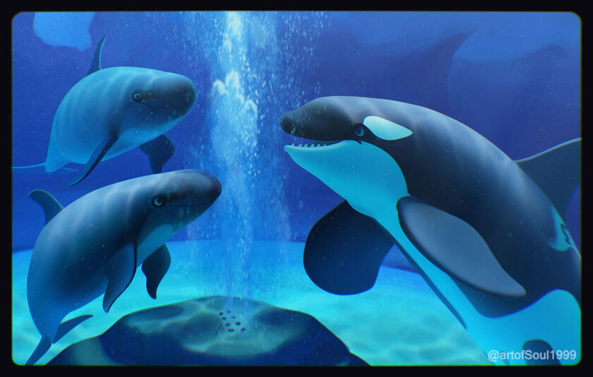 Seymour the killer whale and his pseudorca friends, Koharu and Keto enjoying the bubble maker in their enclosure.